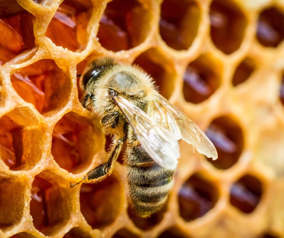 Medical-grade honey benefits