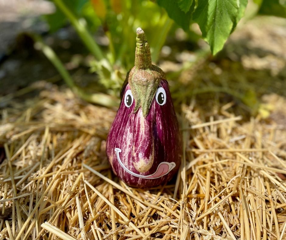 Purple eggplant in our family garden